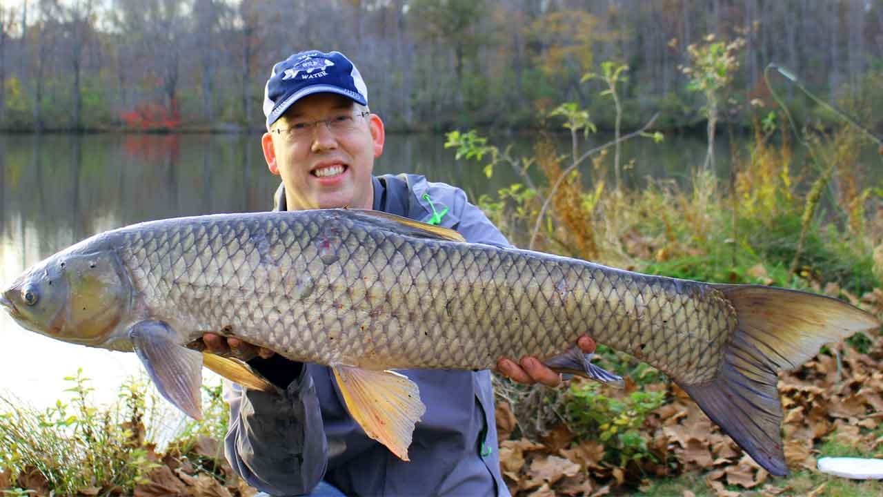 How to Catch a Grass Carp in a Pond 