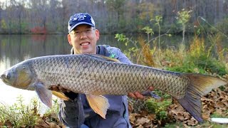 How to catch grass carp - Grass carp fishing - Fishing for grass