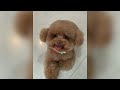 AWW Super Cute Pet Videos of 2021 | Cutest Pet Stuff