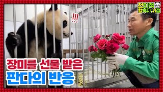 (SUB) Человек, который признается панде🌹 │ Panda World🐼