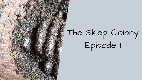 The Skep Colony: episode 1; Skep Beekeeping