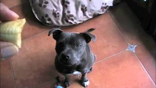My Staffy Dog Loves Banana Treats
