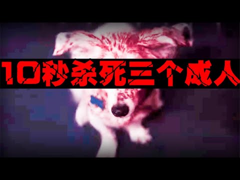 【宠物杀人】我被宠物狗杀死后该怎么办，真实宠物致死案【郑郑得证】