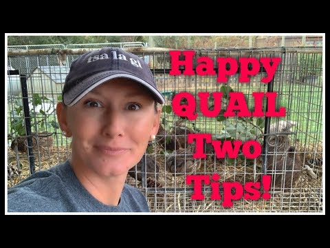 Happy QUAIL! Two MUST Do's!