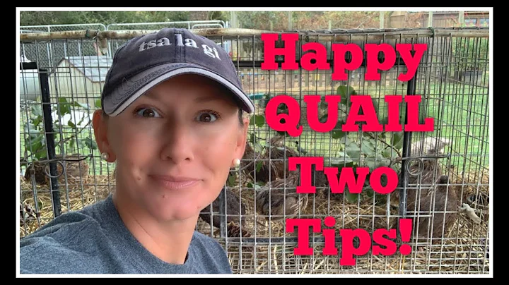 How do you entertain a quail? (2023)
