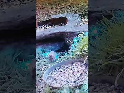 Mouse Tip 4 AM breakfast. Мышонок Тип завтрак в 4 утра. 🐭😍🔥🥰💗#wildnaturetv250 #funny #feeder #mouse