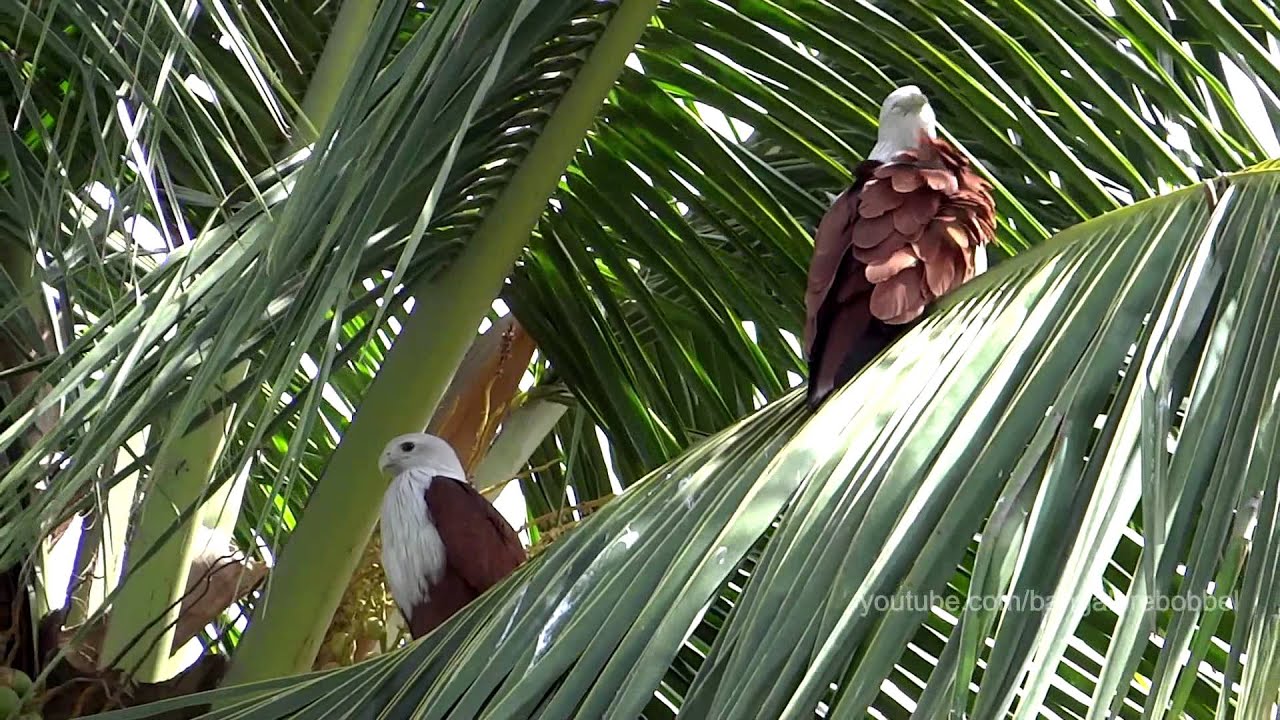 brahminy kite habitat description