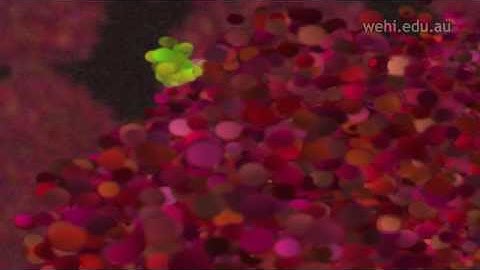 Haemoglobin and Sickle Cell Anaemia