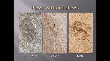 TRACKING WILDLIFE - A Guide to Tracking Wildlife in Africa