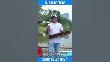 TẠI SAO RÔ CHỈ ĐÈ KHÔNG ĂN VÀO MỒM?