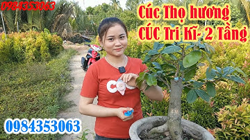 Báo giá Mai Giống 🌻 Cúc Thọ Hương 🌻 Cúc Tri kĩ 😀 cúc 2 Tầng 😊 Ngọc 0984353063