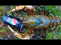 Catching MASSIVE crayfish in a flooded river