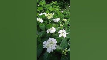 My magnificent collection of hydrangeas #hydrangea #flowers #продаж #garden #hortensia #nature