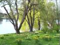 Ein frhlingsgarten mit narzissen