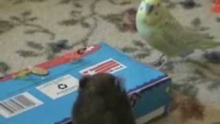 Muhabbet kuşu ile Hemsterın oyunu screenshot 3