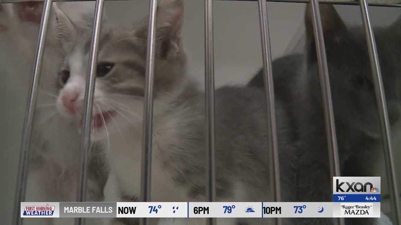 Austin Humane Society celebrates 70 years of serving Central Texas