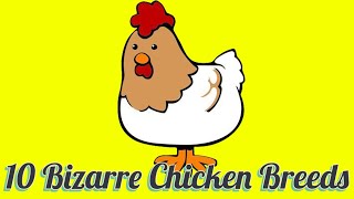 Bizarre Chicken Breeds by INFORmaFACTS 15 views 3 years ago 9 minutes, 32 seconds