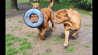 The Toughest Dog Toys in the WORLD, put through their paces at Regalrouge Dogue de Bordeaux 💪🐾 by Regalrouge Dogue de Bordeaux 2,375 views 2 years ago 15 minutes