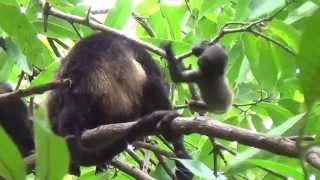 Baby Howler Monkey - Costa Rica