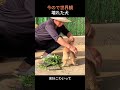今ので世界観壊れた犬
