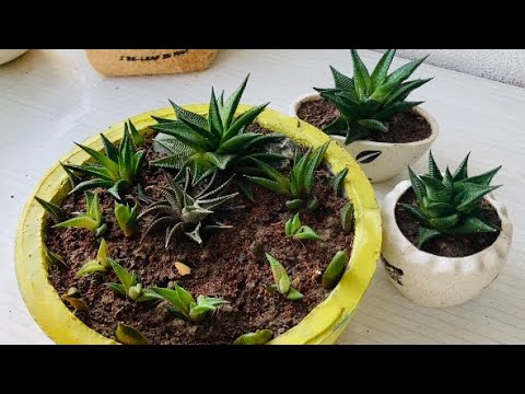 Repotting and Summer Care Tips for Haworthia limifolia ?‍?