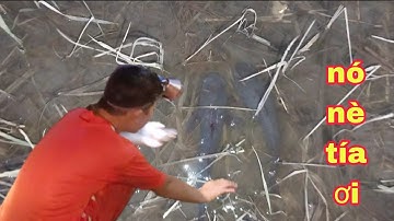 BẮT CÁLÊN RUỘNG SAU CƠN MƯA ĐẦU MÙA |Phúc TV 84/catch fish