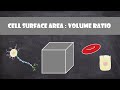 Cell Surface Area and Volume Ratio Explained Through Cube Models