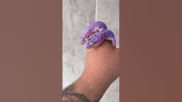 The stunning color of these leopard geckos🫨💙💖