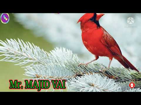 Mr Majid Vai Name Phone New Ringtone Video Mr Majid Vai Please Pick Up The Phone Jahangirstatusvideo