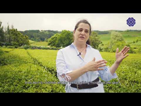 Vídeo: Chá: Da Plantação à Degustação