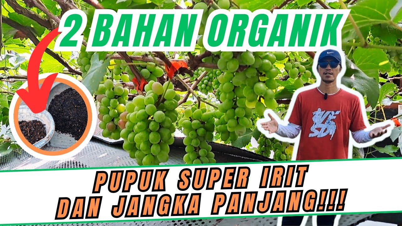 SUPER IRIT & JANGKA PANJANG‼️ 2 BAHAN ORGANIK PADAT UNTUK POHON ANGGUR DI MUSIM HUJAN TANPA ATAP UV