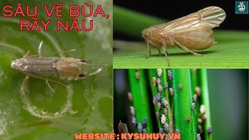 CAYMAN GOLD 33WP – DIỆT TRỪ SÂU, BÙ LẠCH, RẦY NÂU HẠI LÚA - 0776.400.038 #caymangold33wp