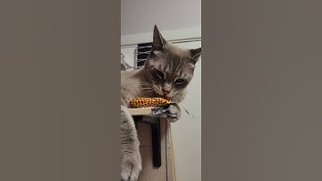 Actually, Jasper DOES like catnip!