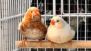 Breeding Zebra Finches: Cages vs Aviary