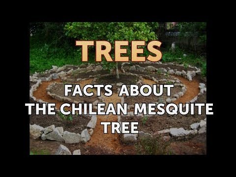Videó: Velvet Mesquite Care: Hogyan neveljünk bársonyos mesquite fát