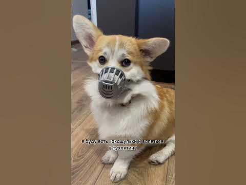 Корги ожидание и реальность #милюков #корги #юмор - YouTube