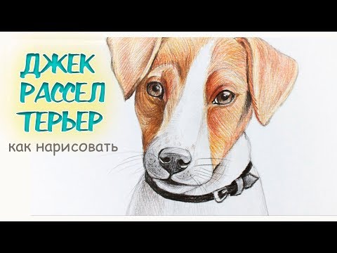 Как нарисовать  ДЖЕКА РАССЕЛА ТЕРЬЕРА  собачку  | How to Draw a Dog Jack Russell Terrier