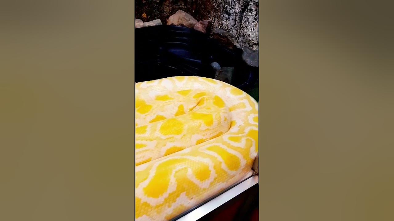 DO PYTHONS EAT HUMANS? python shorts europelife21 YouTube