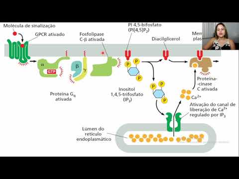 Vídeo: Como o ip3 funciona na via dos fosfolipídios do inositol?