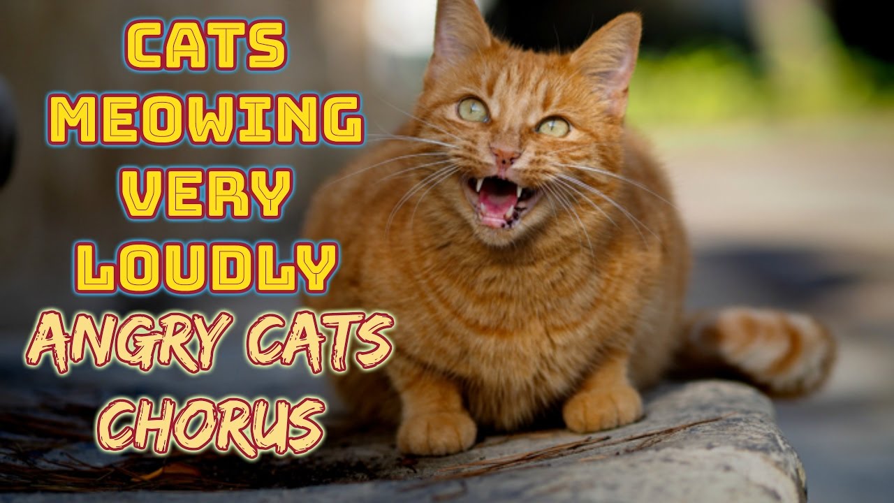 Cats meowing very loudly │Angry cats chorus YouTube