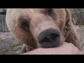 Встреча на рассвете с медведем Мансуром