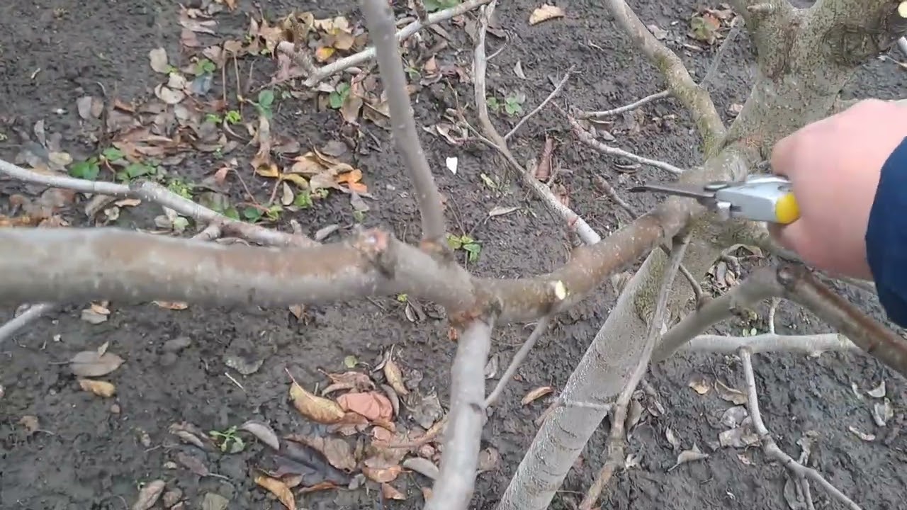 Детальна обрізка ГРУШІ з попередніми результатами