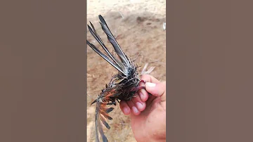 طائر الوجوج او شرقرق ممطور 