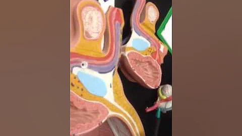 FRCC Male Reproductive Organs