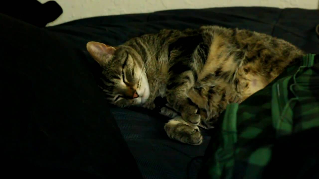 Gato con micrófono ronca y ronronea mientras duerme - YouTube