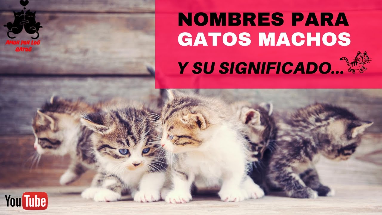 Nombre para gato