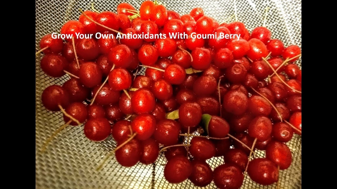 Grow Your Own Antioxidants With Goumi Berry