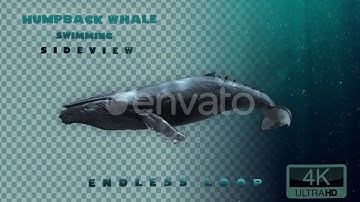 Humpback Whale SideView 4K