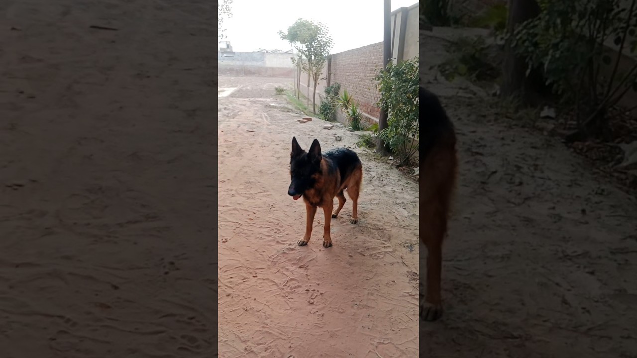 jerman dog video at Multan city  #dogshorts #shortvideo #doglife