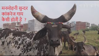 रामा जी रब्बारी के डेरे की सुन्दर कांकरेज गाय  | Beautiful Kankrej Cows